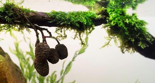 درخت توسکا و فواید آن