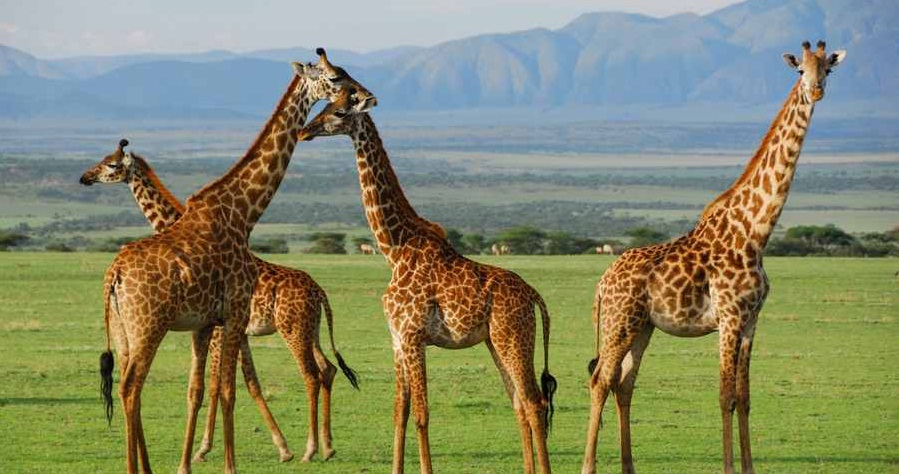 زیباترین مکان های گردشگری در قاره آفریقا