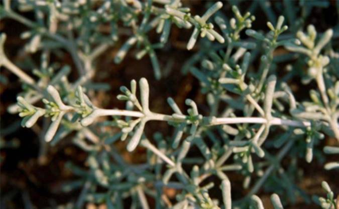 آشنایی با برخی خواص گیاه اشنان