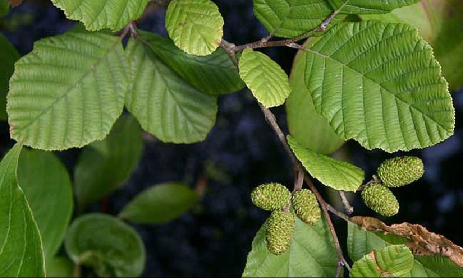 درخت توسکا و فواید آن