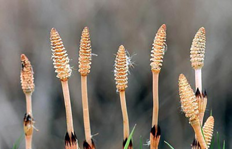 خواص گیاه دم اسبی