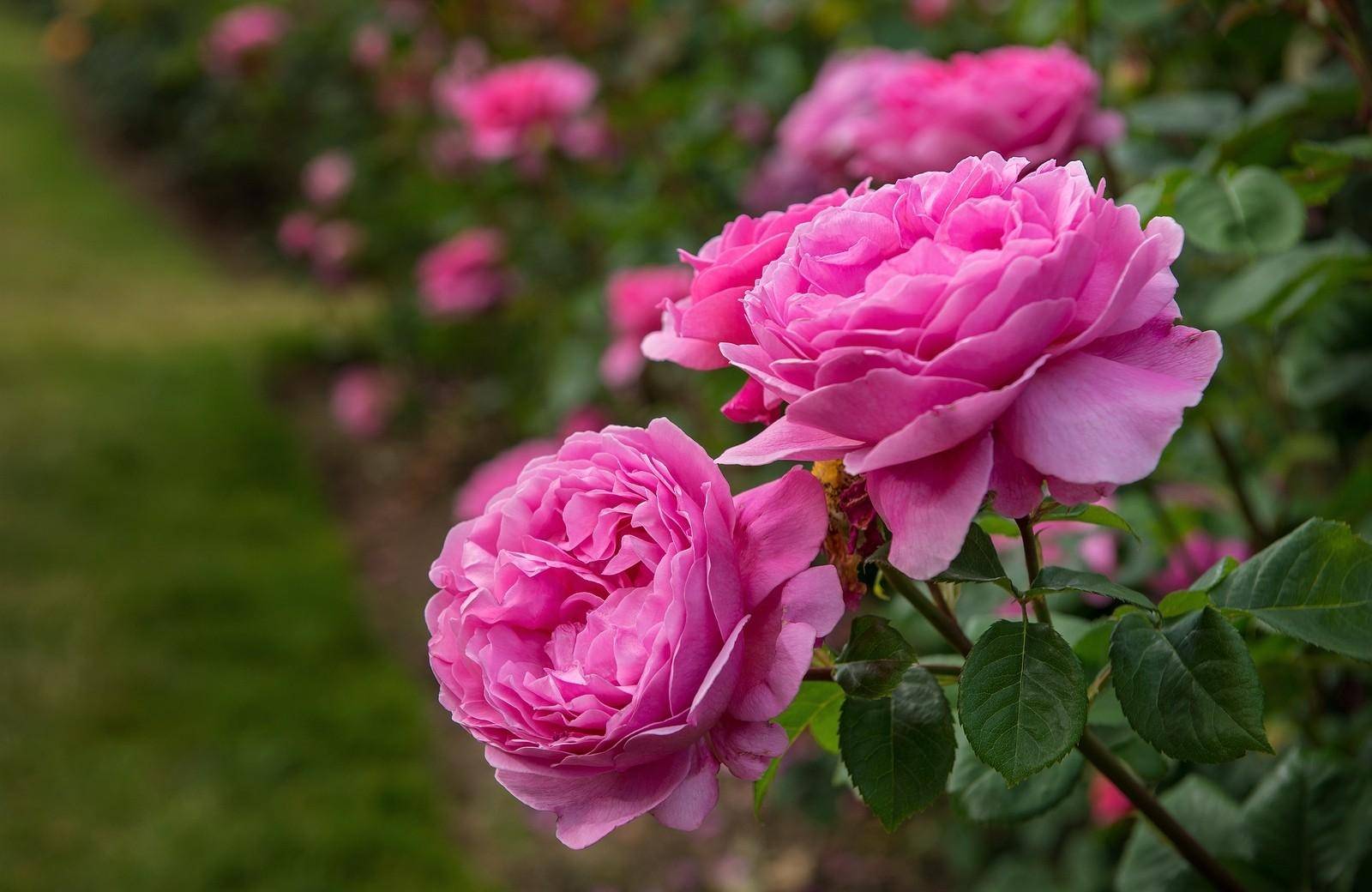 دستور پخت مربا گل محمدی