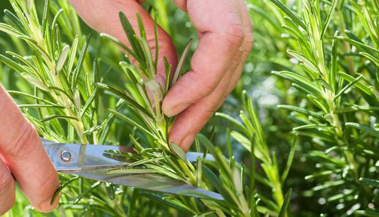 ۱۱ خاصیت رزماری برای سلامتی و پوست