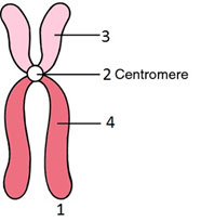 الکروموسوم