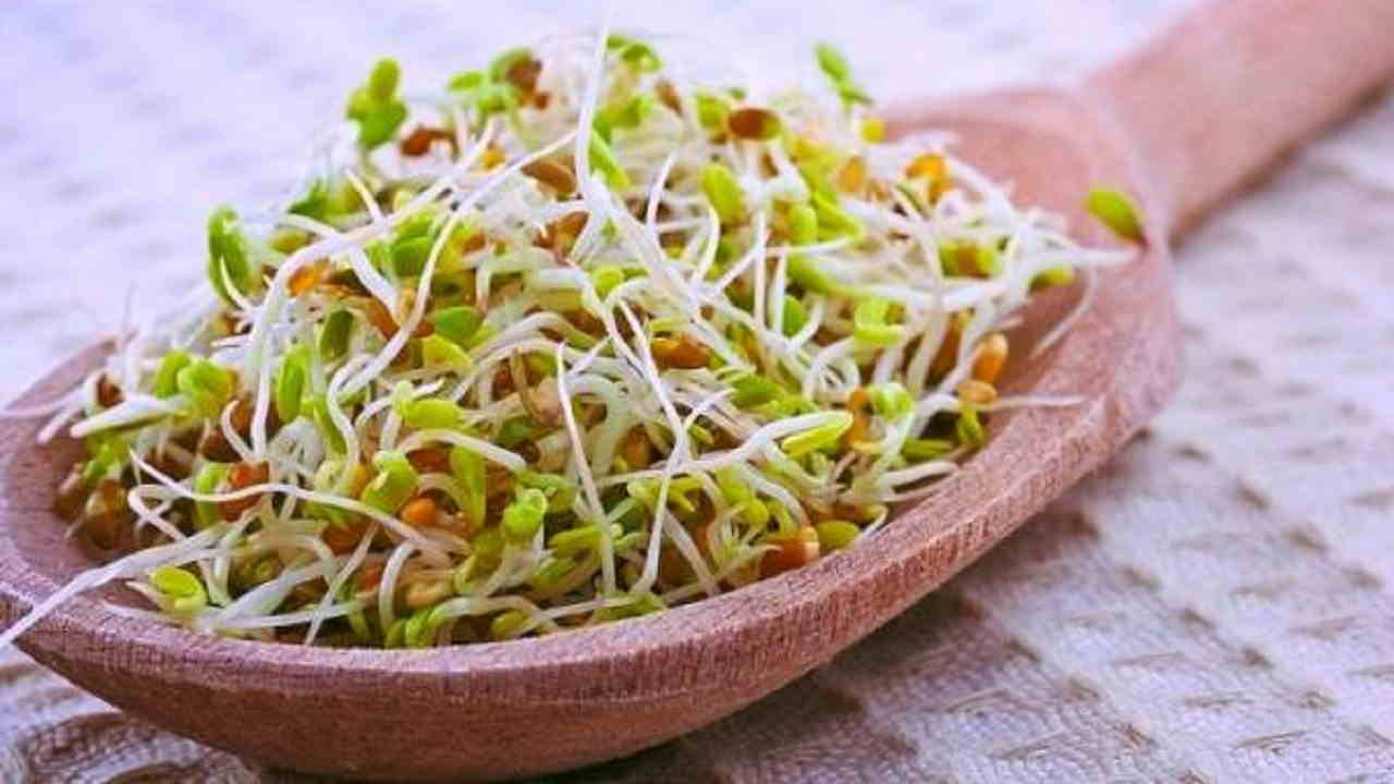 آموزش تهیه جوانه گندم غلات آموزش تهیه جوانه گندم غلات