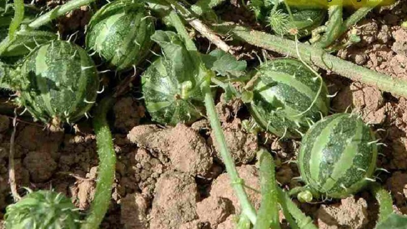 معرفی هندوانه ابوجهل و خواص درمانی آن