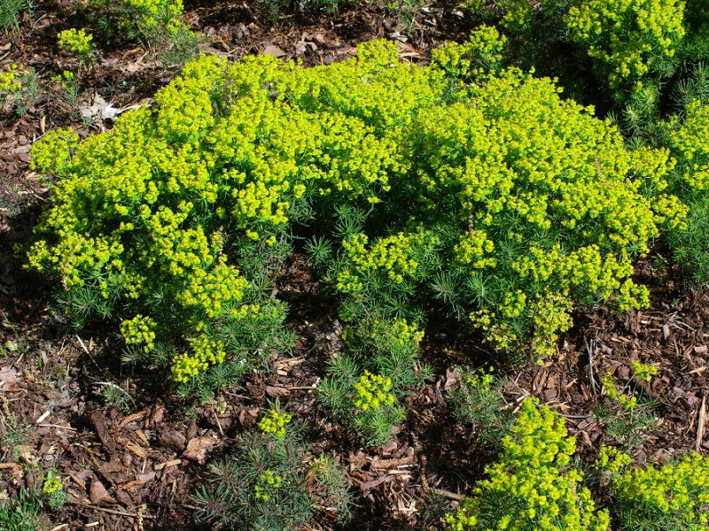 معرفی فَرفیون و خواص درمانی آن