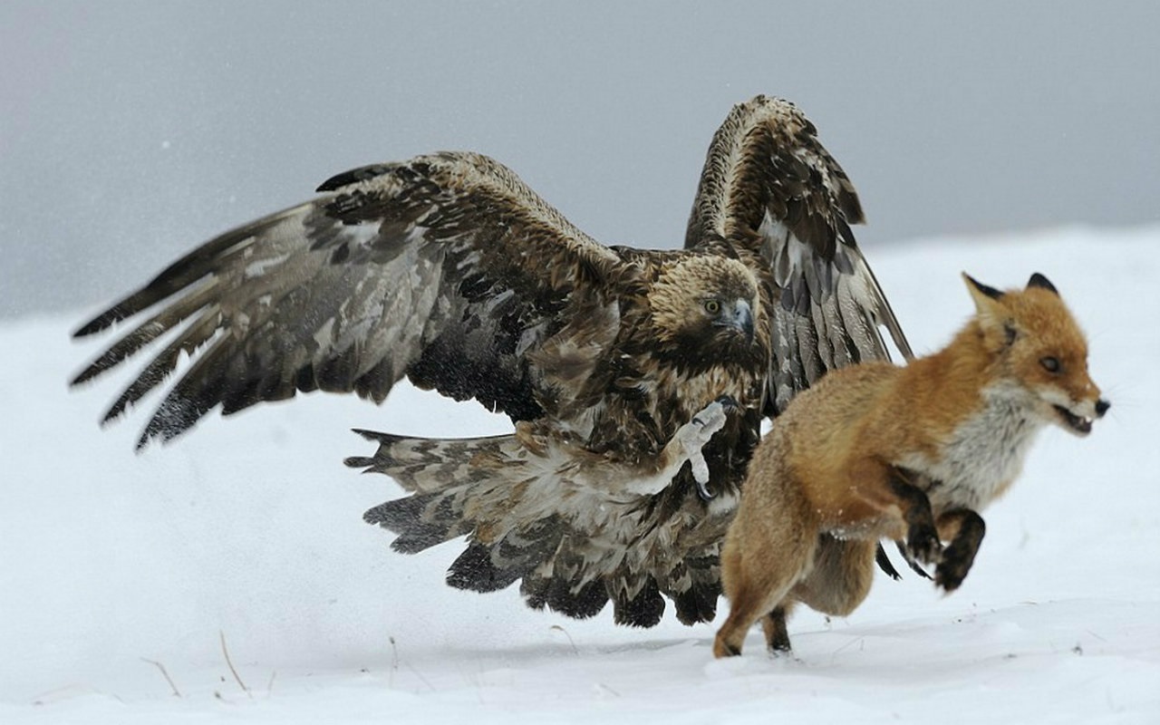 عقاب طلایی ایران حکمران صخره های بلند