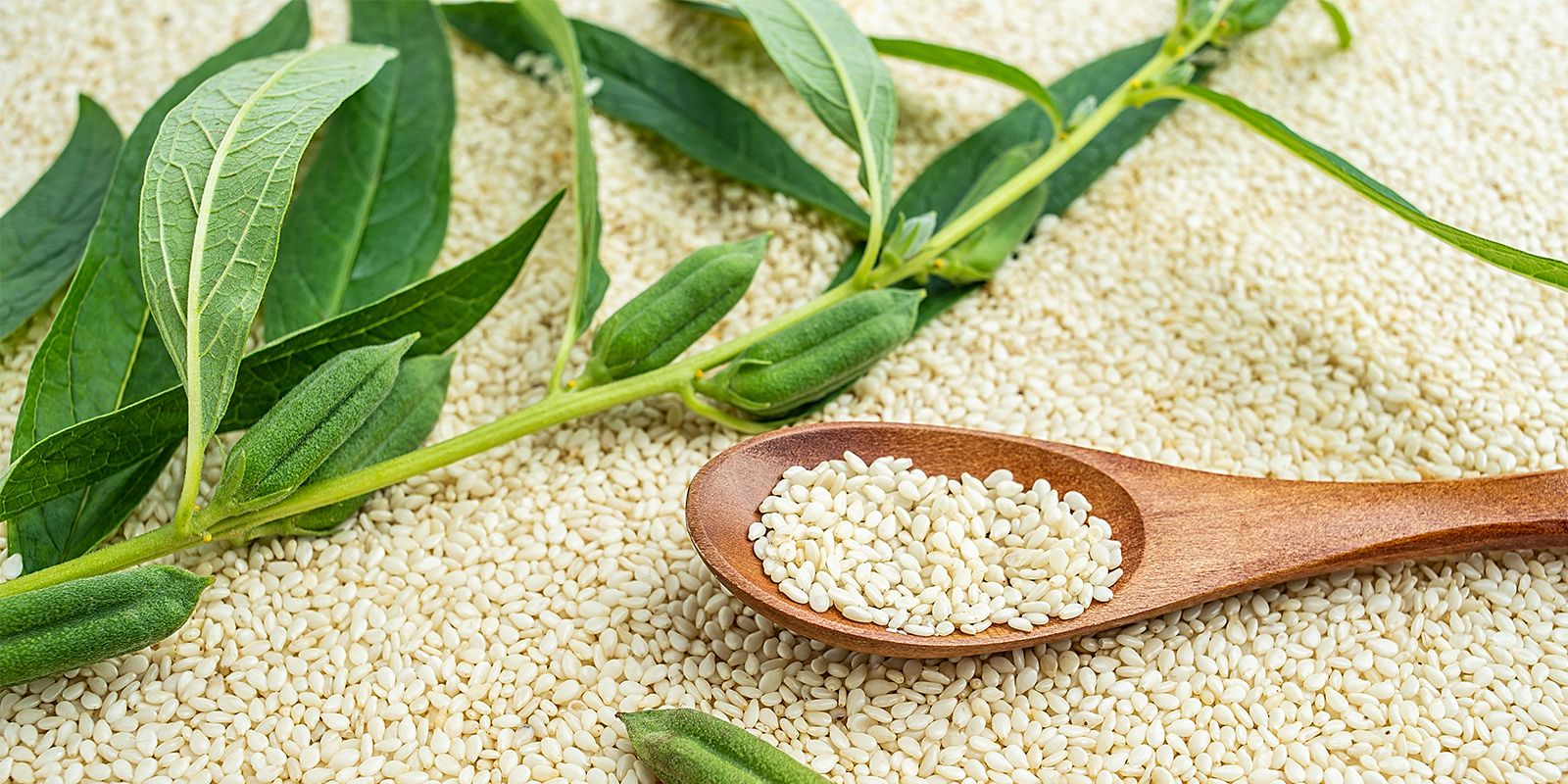 با ارده شیره بیشتر آشنا شوید