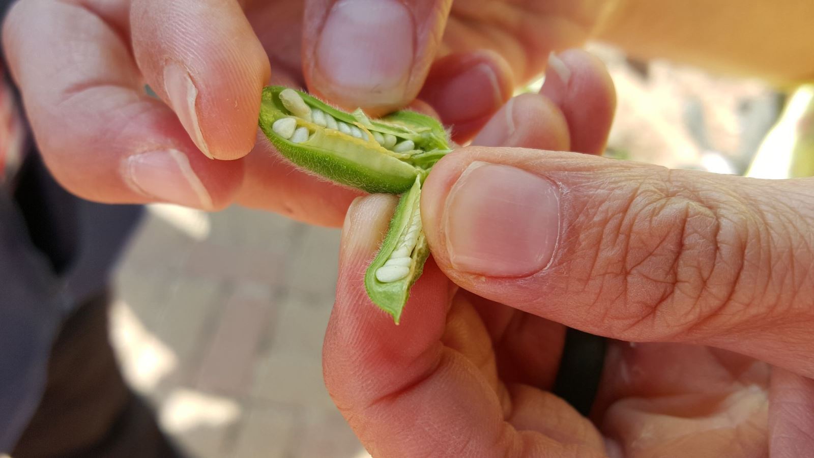 با ارده شیره بیشتر آشنا شوید