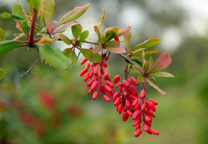 خواص بی نظیر آب زرشک طبیعی