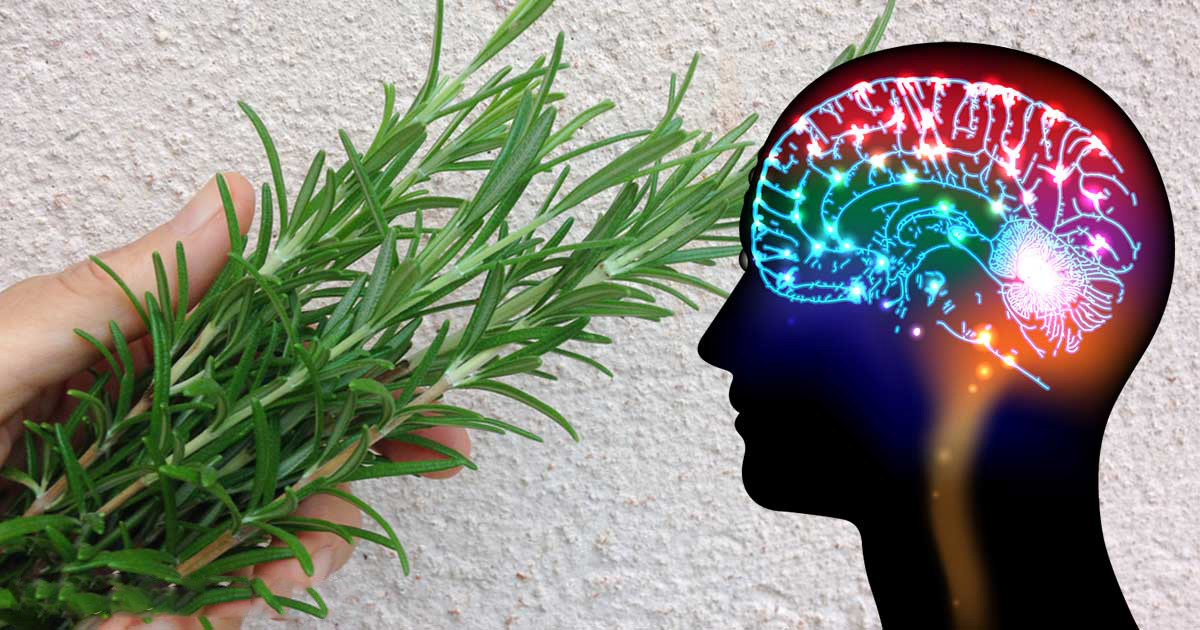 گیاهان طبیعی و بسیار مفید برای حافظه و پیشگیری از آلزایمر