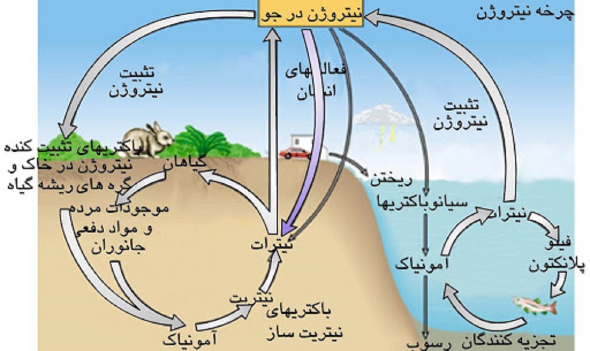 یک راهنمای کامل نقش نیتروژن در خاک کشاورزی