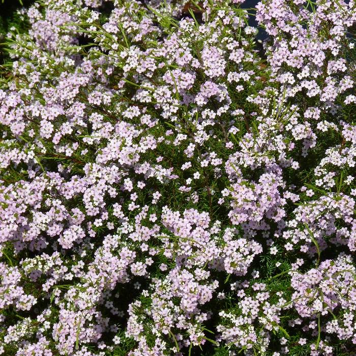 گیاهانی که در فصل زمستان هم گل می‌دهند