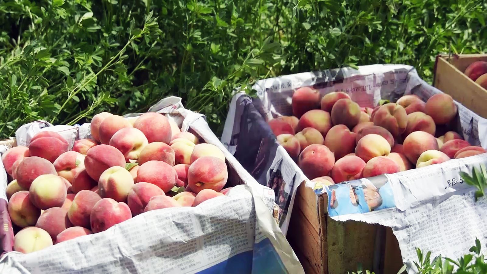 فواید و خواص درمانی میوه شفتالو فواید و خواص درمانی میوه شفتالو