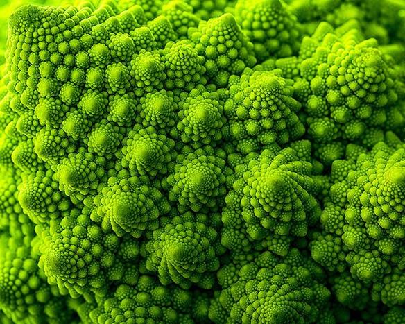 وقتی گیاهان شگفتی می‌آفرینند