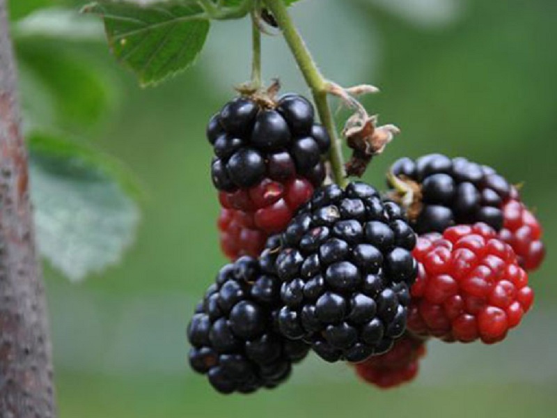 خواص تمشک خواص تمشک