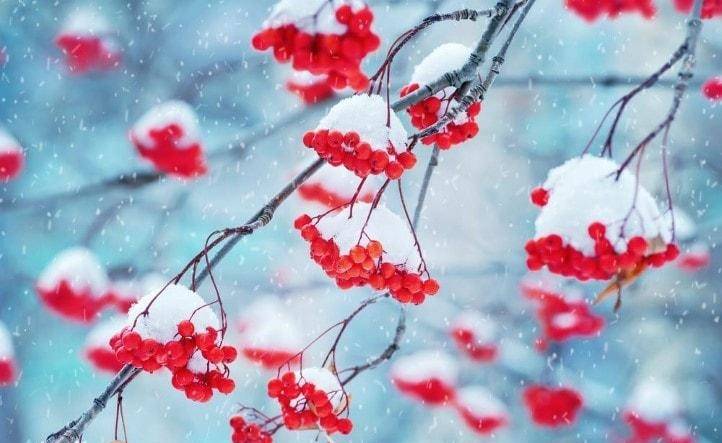 گیاهانی که در فصل زمستان هم گل می‌دهند