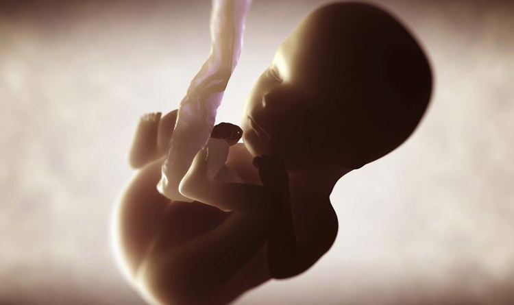 علائم جنین مرده چیست؟ علائم جنین مرده چیست؟