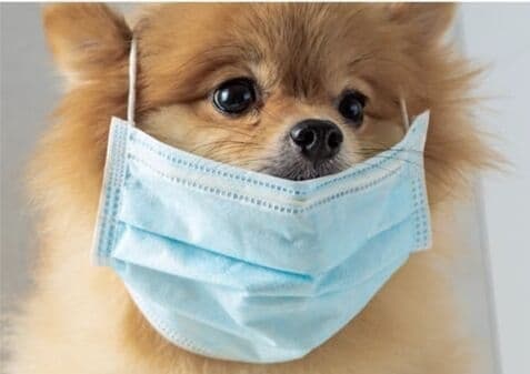 آخرین اخبار از کروناویروس در ایران و جهان