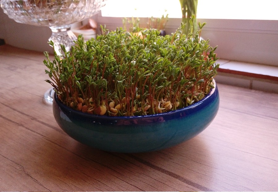 سبزه عدس برای سفره هفت سین