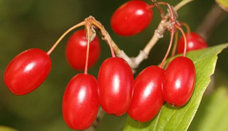 خواص زغال اخته برای سلامتی
