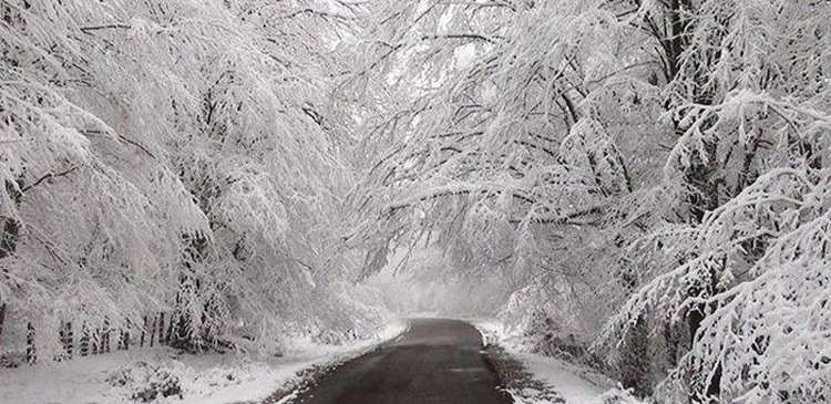 معرفی جنگل گیسوم در تالش معرفی جنگل گیسوم در تالش