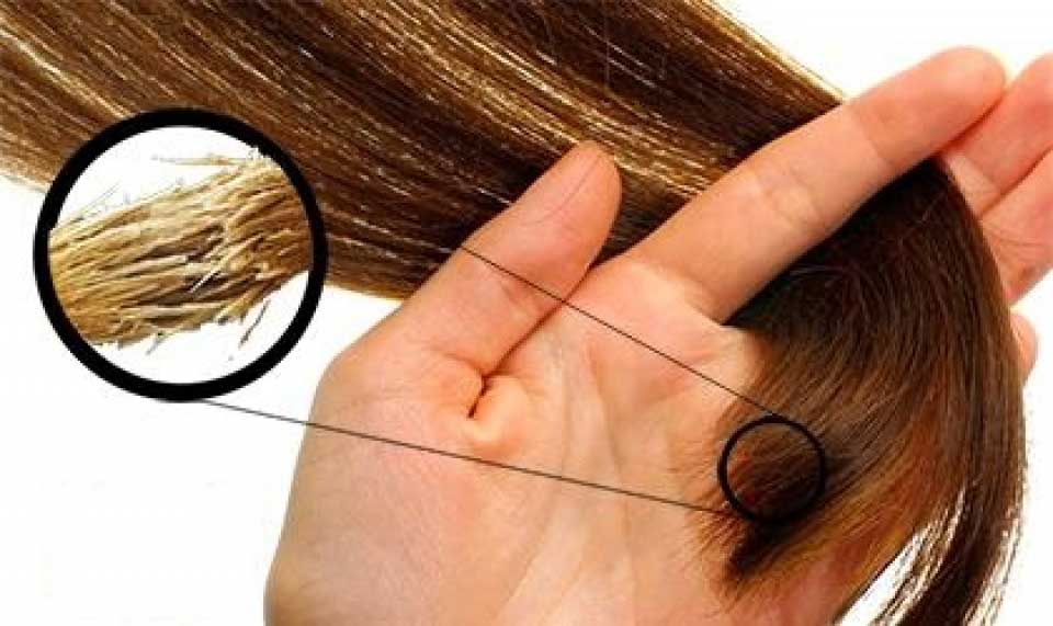 همه چیز در باره شیرین بیان