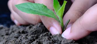 نگاهی جامع به کاربردها و اثرات وقف بر ابعاد مختلف زندگی انسان