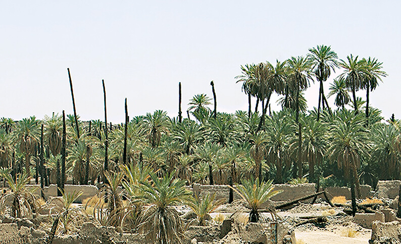 وقف در سیره امیرالمومنین (ع) : نگاهی به موقوفات حضرت علی علیه السلام