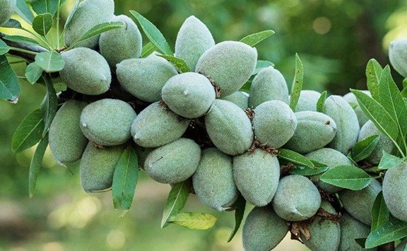 بهترین کود برای نهال بادام و انگور بهترین کود برای نهال بادام و انگور