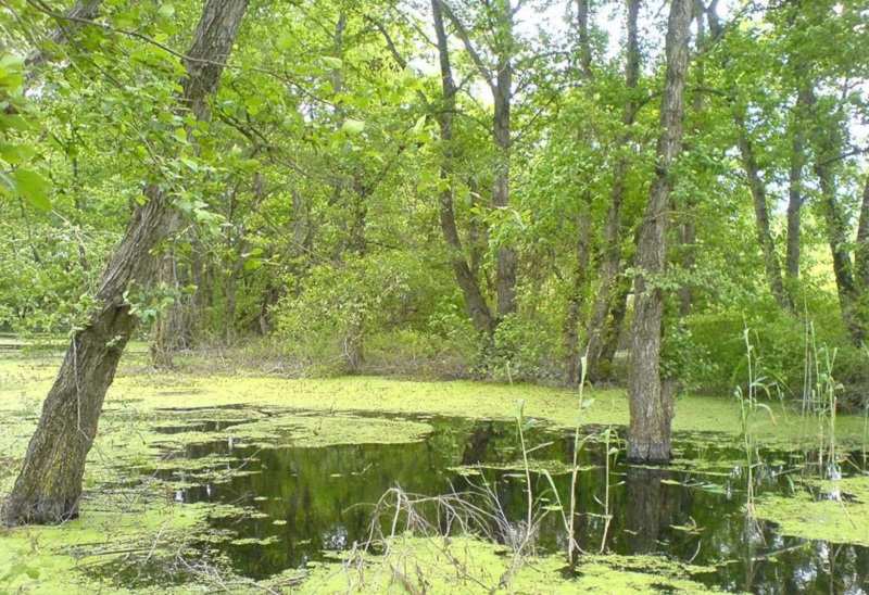 معرفی جاذبه های گردشگری نکا مازندران