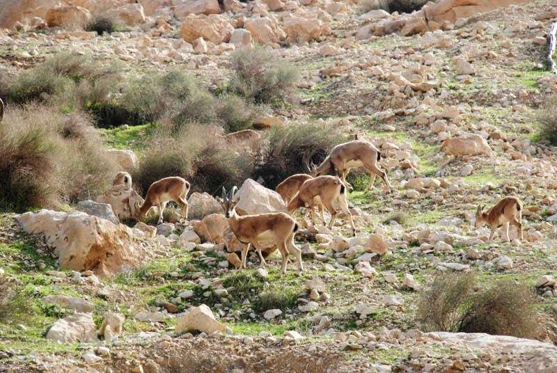 در سفر به اندیمشک از کجا دیدن کنیم؟