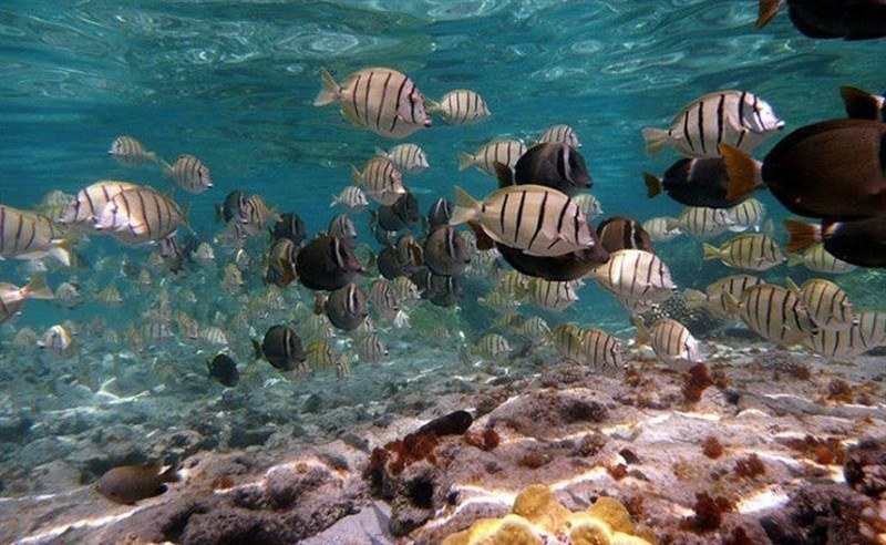 معرفی جاذبه های گردشگری جزیره هنگام