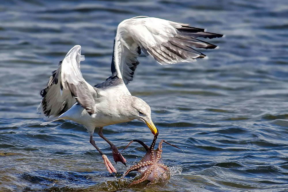 آداب و رسوم و فرهنگ مردم کیش