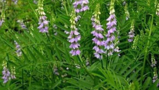 همه چیز در باره شیرین بیان