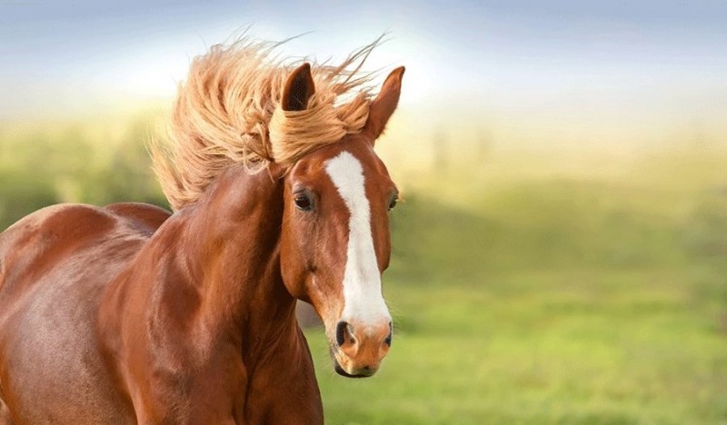 داستان حیوانات برای کودکان