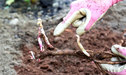 گل پائونیا یا گل صد تومانی (Paeonia ) گل پائونیا یا گل صد تومانی (Paeonia )