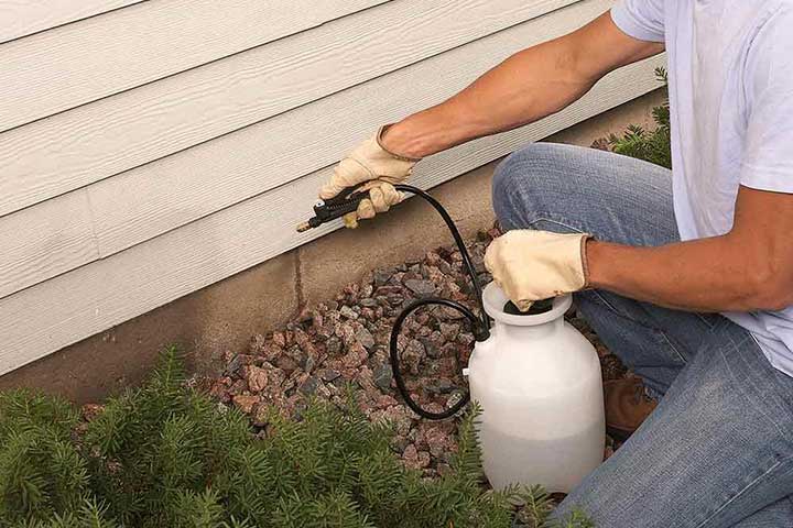 از بین بردن مورچه ها