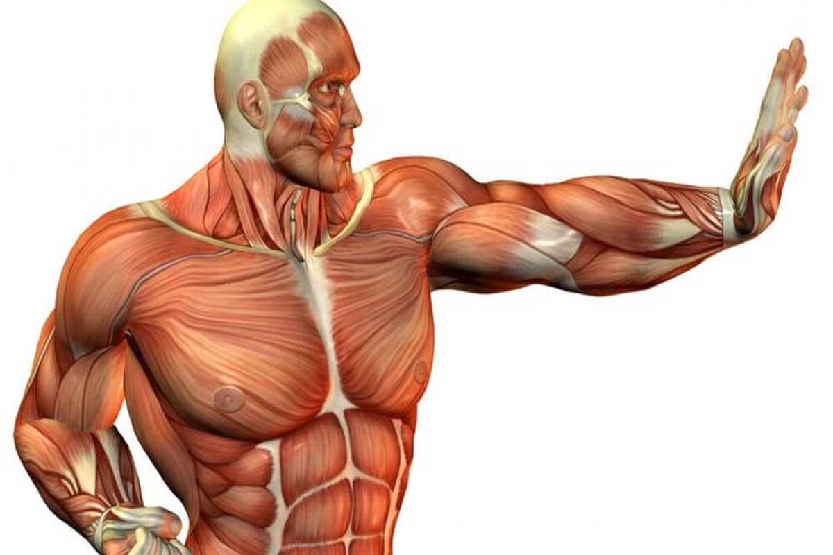 قوی‌ترین ماهیچه‌ی بدن انسان کدام است؟