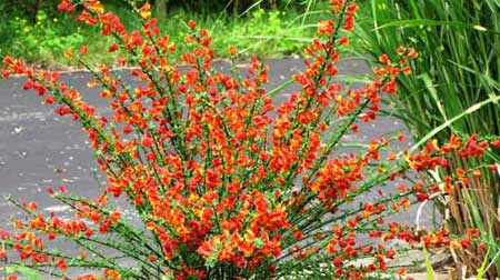 گل یاس رازقی؛ از معرفی انواع آن تا کاشت و نگهداری