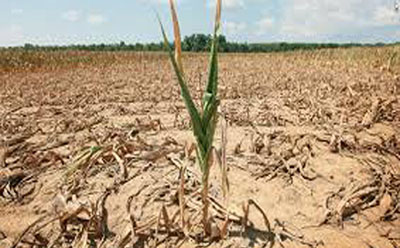 مرگ در قحطی