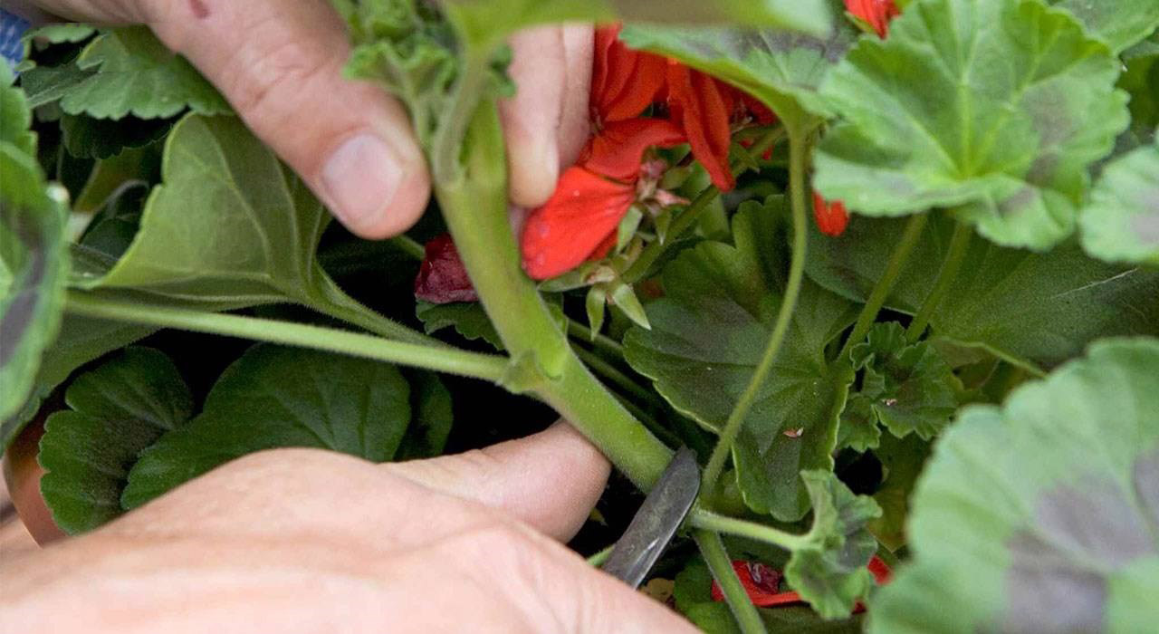 روشهای قلمه انگور