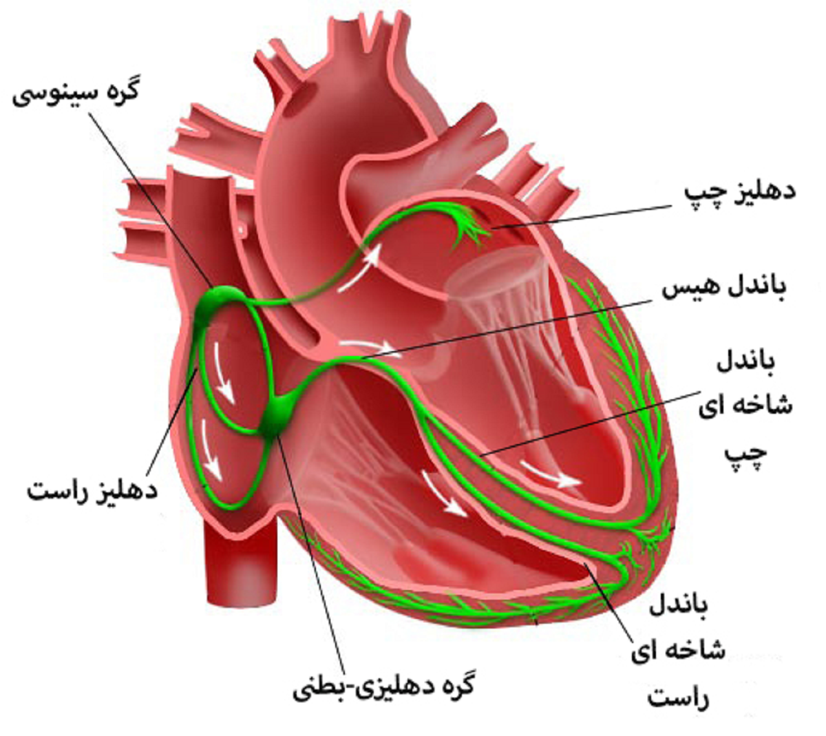 تپش قلب یا آریتمی و هر آنچه در مورد آن باید بدانید 