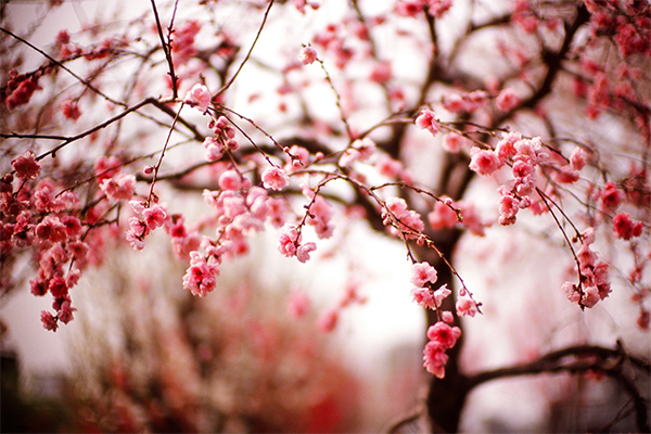 گلهای بهاری
