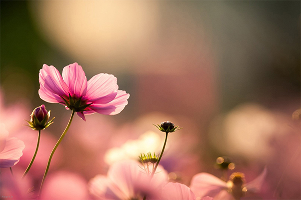 فصل بهار