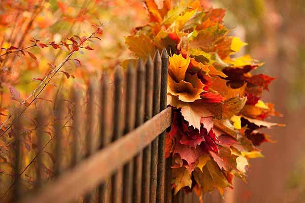 برگهای رنگارنگ پاییزی