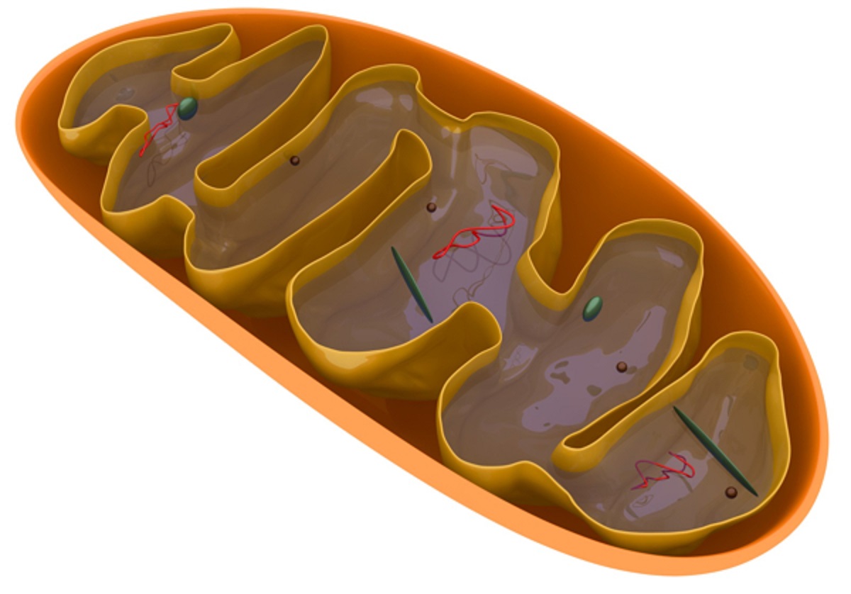 Митохондрия картинка. Митохондрии 3д. Строение митохондрии. Модель митохондрии.