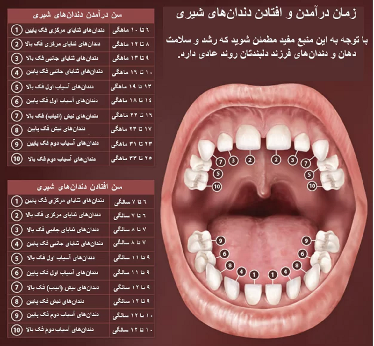 Коренные зубы у детей симптомы. Коренные зубы у детей. Первый моляр зуб у ребенка. Прорезание коренных зубов.