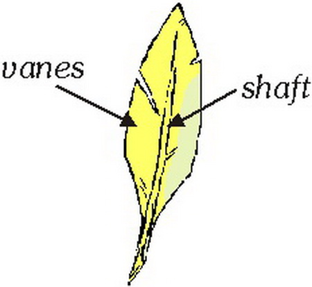 پرندگان ؛ ویژگی‌های فیزیکی